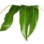 Mango Leaves 100g