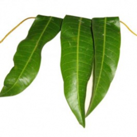 Mango Leaves 100g