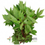 Fresh Sorrel Leaves Bunch (Single)