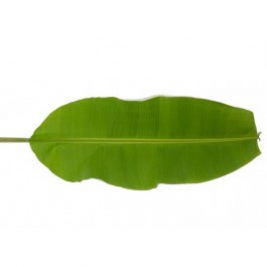 Banana Leaves(Pack of 3)